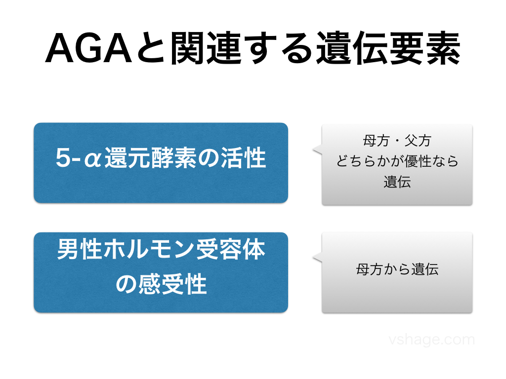 AGAと関連する遺伝要素(5-α還元酵素・男性ホルモン受容体の感受性)