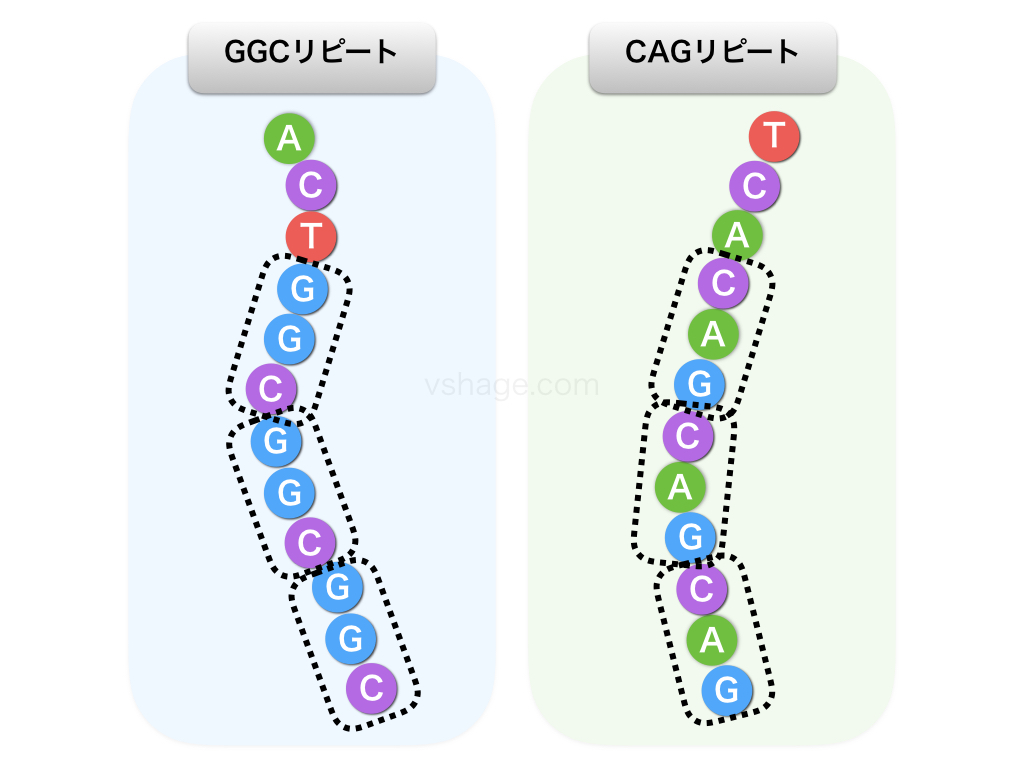 GGCリピートとCAGリピート